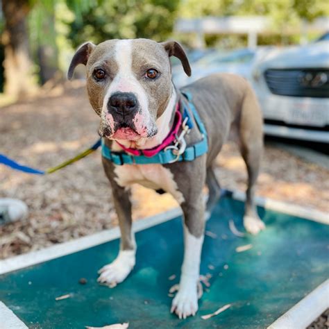 oakland animal shelter adoption