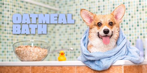 oatmeal bath for dogs