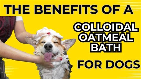 Oatmeal Colloidal Dogs
