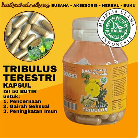 obat herbal tanaman tribulus terrestris