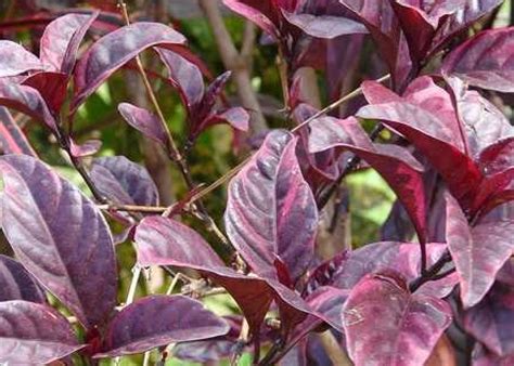 obat herbal tanaman ungu