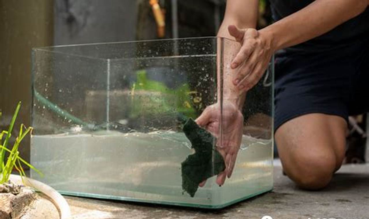 obat untuk membersihkan kaca aquarium