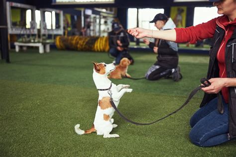 obedience school