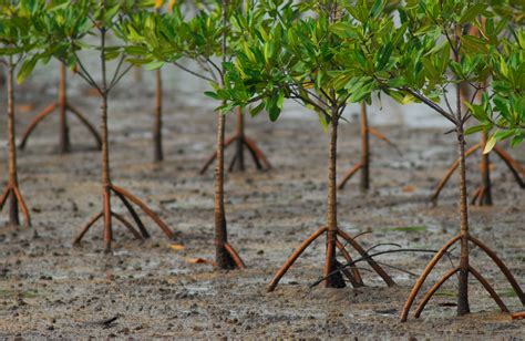 objective of mangrove planting