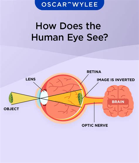 Objects In Front Of Eyes