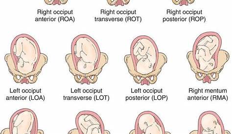 Foetus at 38 weeks, artwork Stock Image F006/9183 Science Photo
