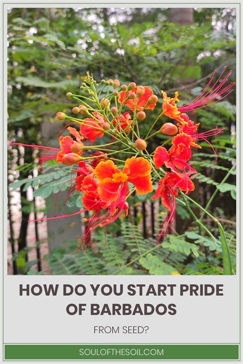 Observable Features Of Pride Of Barbados
