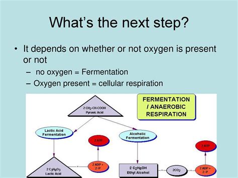 PPT Heterofermentative Pathway PowerPoint Presentation, free download ID3571128