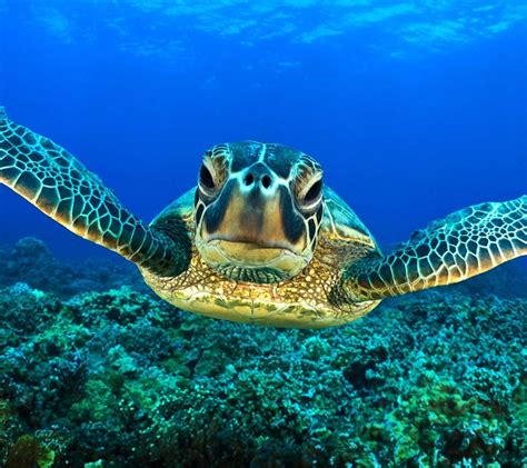 Ocean Animal Wallpaper: A Mesmerizing Underwater World