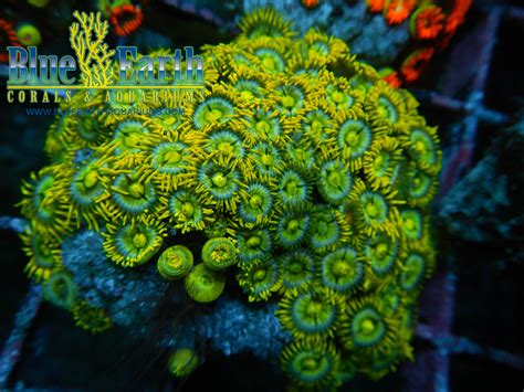 ocean coral for sale