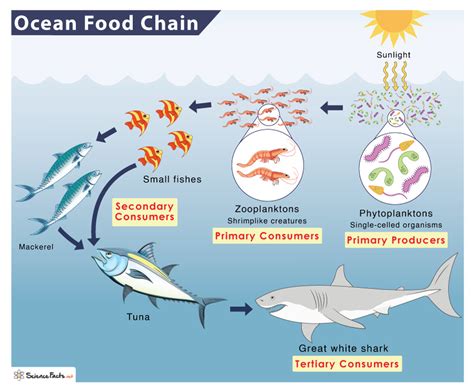 ocean food chain video