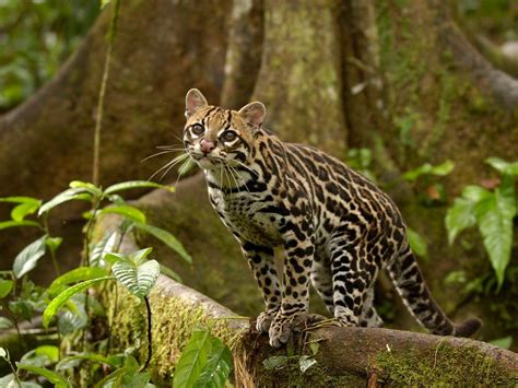 Ocelot hiding in the rainforest