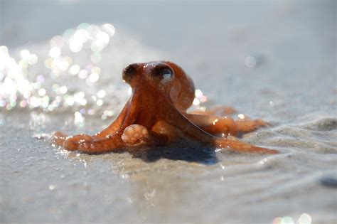 Octopus Cute
