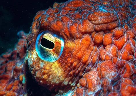 Octopus Eye Colour