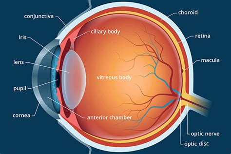 Ocular Lens Two Functions