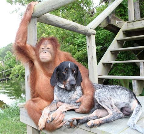 odd animal friendships videos