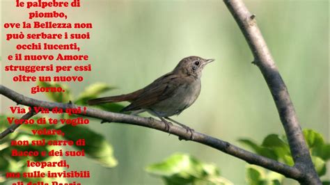 Review Of Ode A Un Usignolo Viral