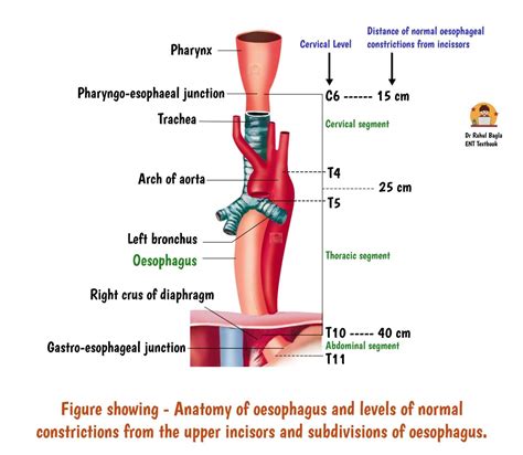 oesophagus uk