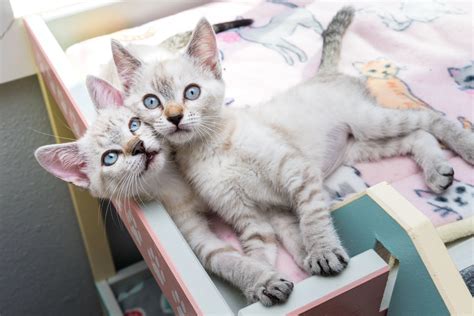 of best 2 kittens