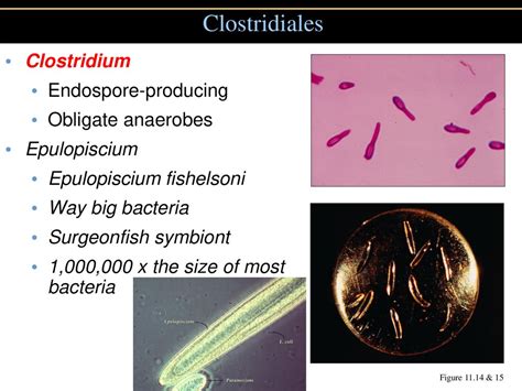 Endospore Definition, Formation, Germination, Structure, Resistance