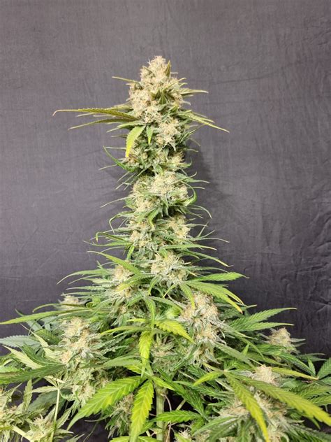 Og Melon Strain Effects