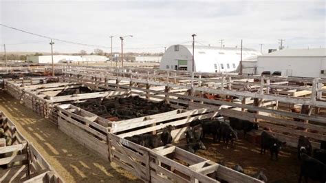 ogallala nebraska livestock sale