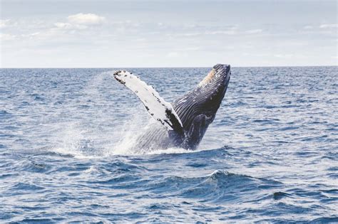 WATCH Humpback Whale Mom and Calf Calmly Swim Off Ogunquit Coast