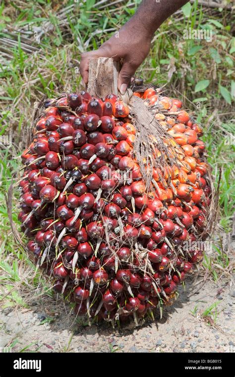 Oil Palm Fruit Bunch Weight In 2023