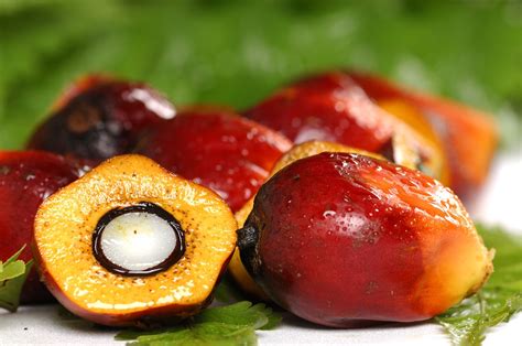 Oil Palm Fruit Price In 2023