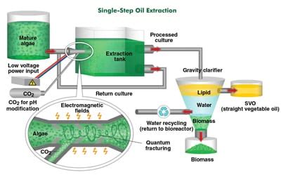 oil extraction methods from algae