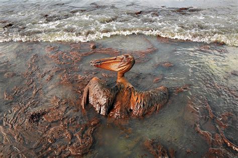 oil spill gulf of mexico bp