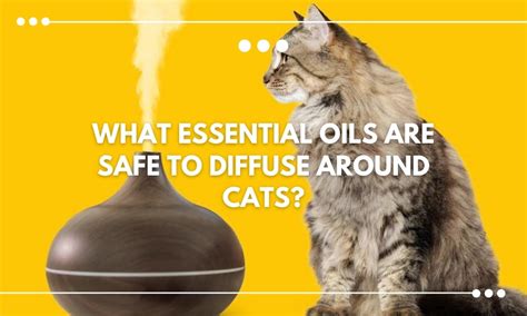 Oils Safe To Diffuse With Cats