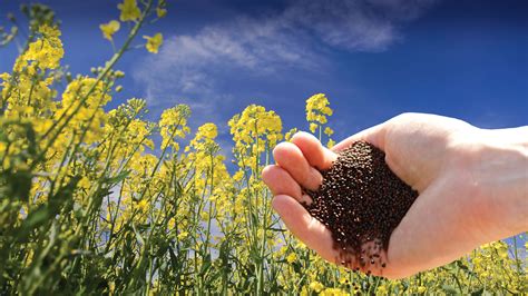 oilseed and grain farming