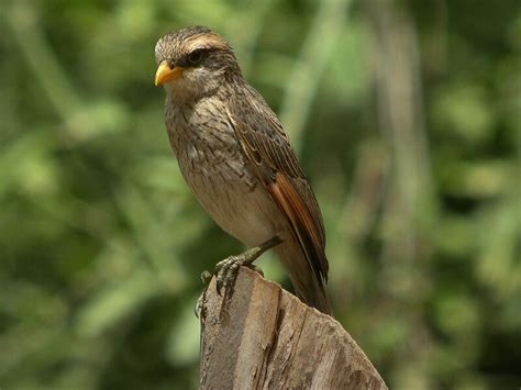 oiseau long bec jaune