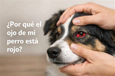 Mi perro tiene el ojo rojo y cerrado. Causas y Tratamiento Puchol (2022)