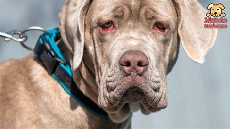 5 Causas de ojos rojos en Perros y cómo actuar