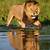 okavango island lions
