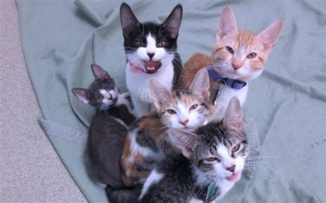 okc animal shelter cats