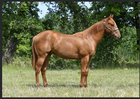 oklahoma quarter horses for sale