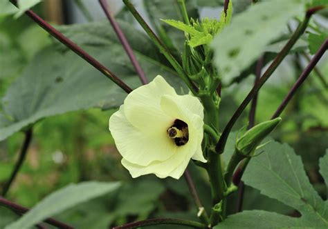 Okra Companion Plants » Friends with Benefits