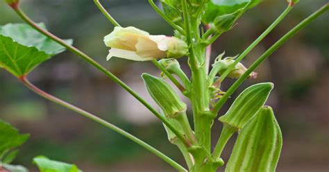 Okra Aniwa Plant