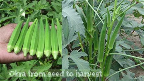 okra from seed to harvest time
