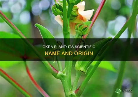 Okra Name Origin
