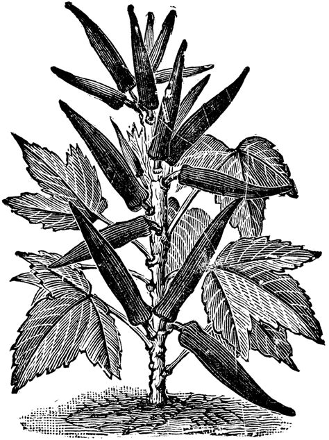 Okra Tree Drawing