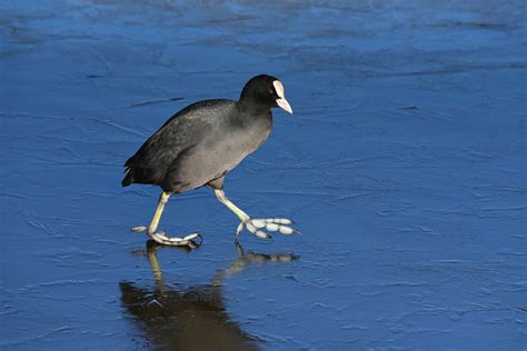 Old Coot Etymology