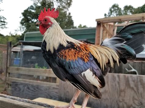 old english bantam roosters