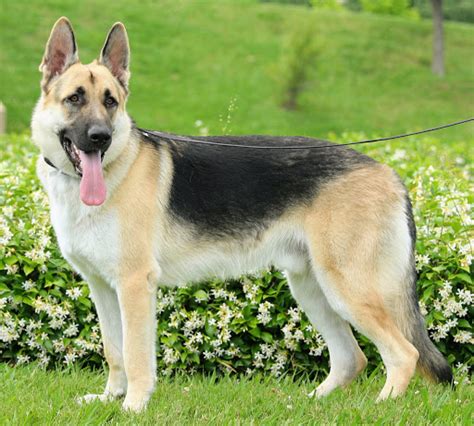 old fashioned german shepherd