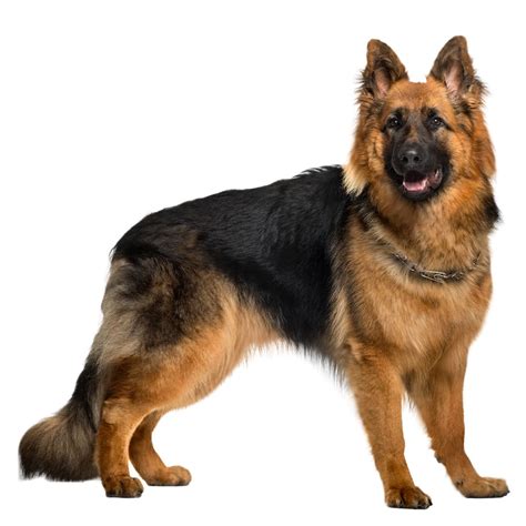 old german shepherd breed
