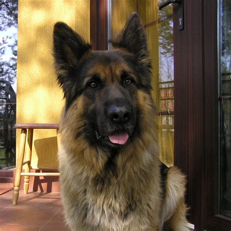 old german shepherd dog