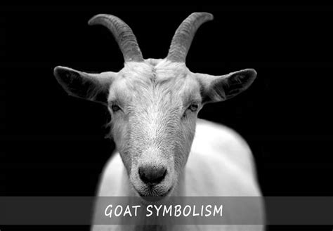 old gray goat meaning
